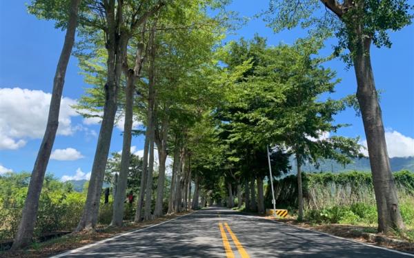 【台東旅遊．兩人成行】單車遊龍田村．高台茶園．班鳩冰品半日