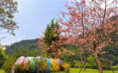 苗栗旅遊｜季節限定.雲水賞櫻花.大湖採草莓.南庄尋美食一日｜大人囝仔