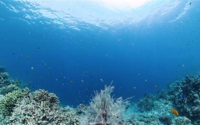 《水漾宿霧》暢遊雙島(沙丁魚風暴、出海追豚、資生堂島浮潛、巴里卡薩斷層、頂級濱海度假村5日(兩人成行)