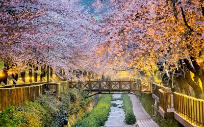 花現釜山鎮海旅遊｜鎮海櫻花.羅曼史橋慶和站櫻花.仙岩湖櫻花散步路.天空膠囊列車.樂天超市採購(一站購物彩妝)五日