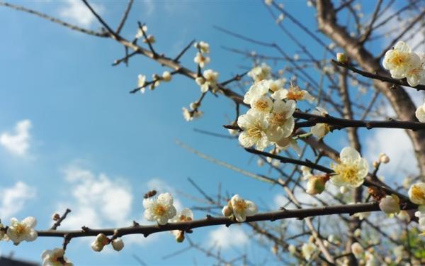 宜蘭旅遊|靈蛇吐瑞迎新歲～棲蘭梅花林賞櫻．三星花海．蔥料理．冬山舊河港燈節一日|大人囝仔