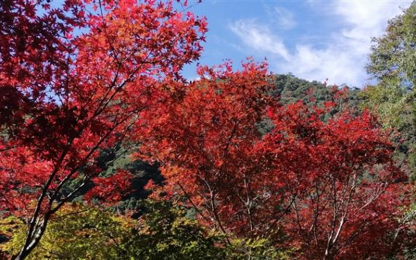 賀歲折$500．桃園旅遊｜拉拉山巨木步道.巴陵生態古道.達觀農場二日｜台中出發