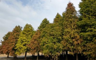 高屏旅遊│落羽松森林.福灣冠軍巧克力.天使花園.和逸高空景觀晚餐二日｜大人囝仔