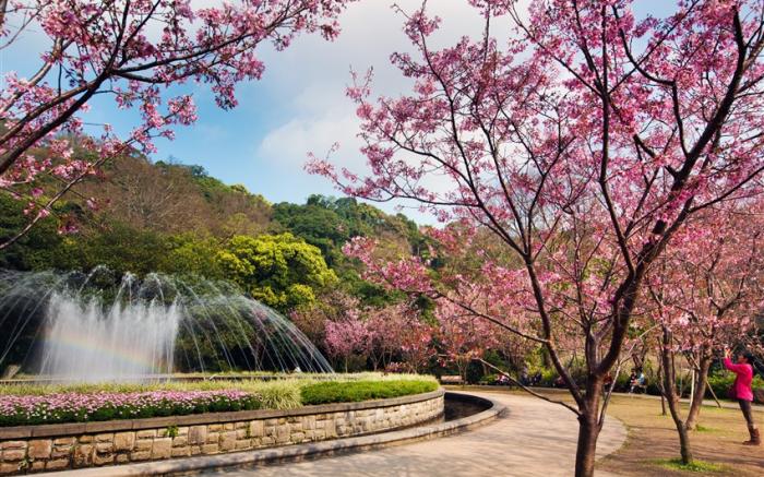 >台北旅遊｜陽明山花季、大安森林賞季節花、台版富良野三層崎花海、北投溫泉博物館二日｜高南出發