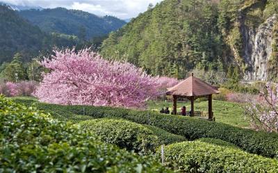 指定日期折1000｜【2025武陵農場櫻花季】入住福壽山農場二日．武陵農場粉紅佳人．福壽山農場千櫻紛飛．崙埤櫻花公園