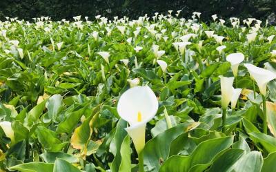 環島｜瑞穗黄金湯、療癒系水豚可愛娃娃綿羊、竹子湖海芋季、春遊台灣四日｜高雄出發