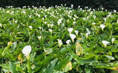 台北旅遊｜陽明山海芋、承天土城桐花趣、板橋435藝文特區、台北桃禧二日遊｜高雄台南嘉義出發