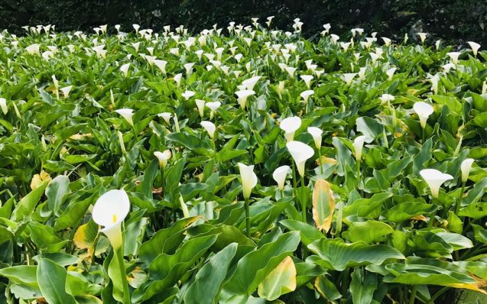 >台北旅遊｜陽明山海芋、承天土城桐花趣、板橋435藝文特區、台北桃禧二日遊｜高雄台南嘉義出發