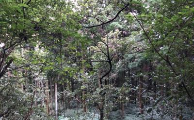 桃園旅遊｜新屋綠色走廊單車遊.東眼山森林樂園.騏雞蛋捲DIY.下午茶點心二日｜中部出發