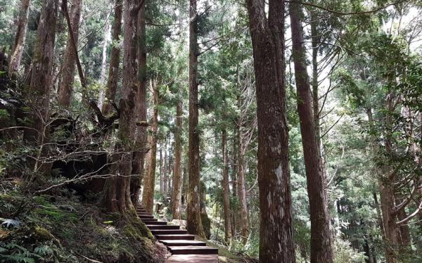 大東北角｜宜蘭旅遊.太平山森林浴.原始林步道.全球最美見晴步道一日｜大人囝仔