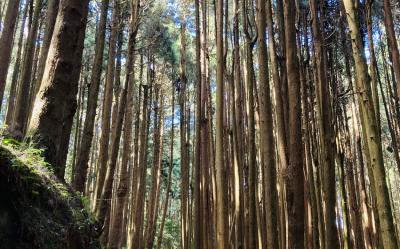 嘉義旅遊｜《特富野古道》最美步道重新開放.柳杉環繞.奮起湖鐵路便當一日｜台南出發