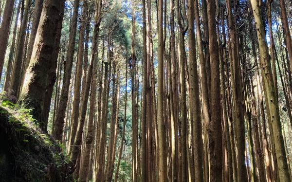嘉義旅遊｜《特富野古道》最美步道重新開放.柳杉環繞.奮起湖鐵路便當一日｜台南出發