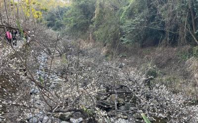 台中旅遊｜大人囝仔｜新社梅花隧道．鮭魚葡萄小木屋．谷關溫泉老街一日｜中部出發