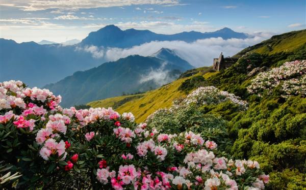 南投旅遊|高山杜鵑綻放．合歡山半日遊．清境農場賞花趣2日