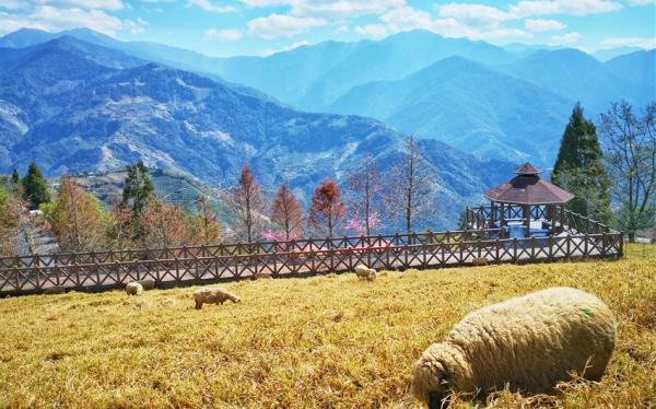 南投旅遊｜《挑戰百岳X花現杜鵑花季》遇見合歡山主峰.清境農場數羊去．埔里酒廠２日｜高雄台南