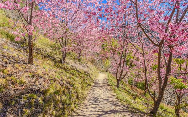 櫻花折800｜新竹旅遊│上帝遺忘的部落~司馬庫斯賞櫻、巨木群步道、蔬食創意餐、藍染束口袋、新竹老爺三日│高雄台南出發