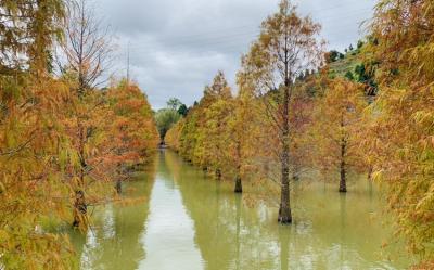 苗栗旅遊｜水漾森林三灣落羽松.品遊慢城南庄老街１日｜高雄出發