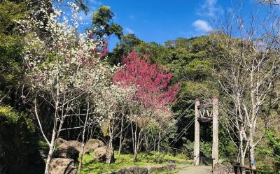 嘉義｜賀歲早鳥享優惠｜鄒族文化部落.歌舞表演.嚐阿里山高山茶.饗食部落風味餐.迷糊步道一日