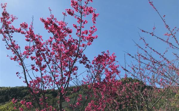 嘉義｜逐鹿梅花鹿園.阿里山迷糊步道賞櫻.故宮南院.城堡.耐斯王子大飯店一泊二食二日｜高雄台南