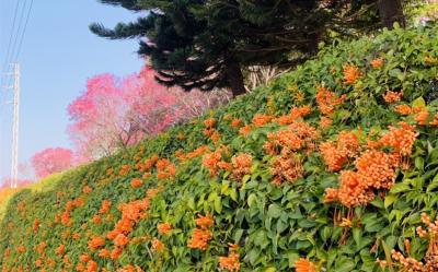 苗栗｜黃澄澄的花海～銅鑼炮仗花海公園.品遊慢城南庄老街１日｜高雄出發