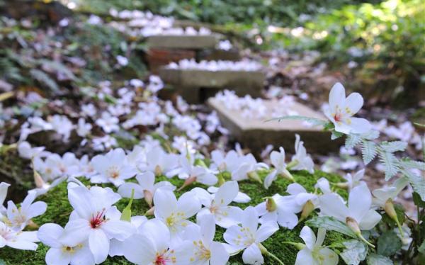 彰化旅遊｜挑水古道雪白桐花季．鹿港老街/鹿港天后宮美食大探索．芳苑紅樹林潮間帶步道一日│台北出發