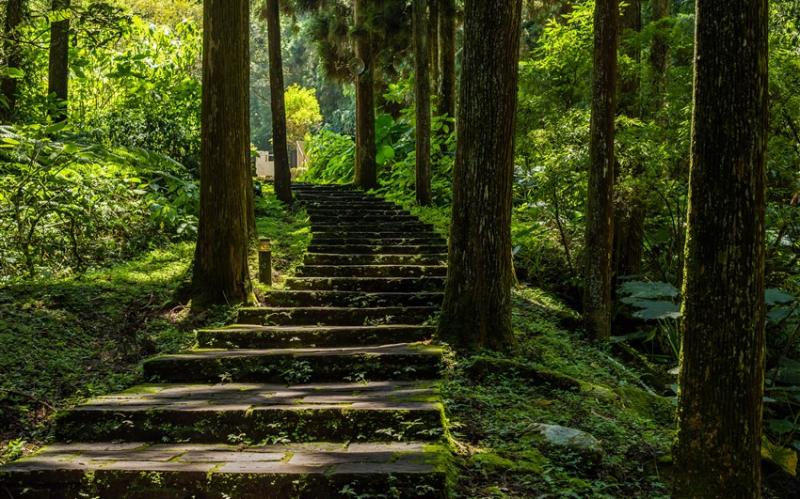 南投旅遊｜溪頭森呼吸尋找螢火蟲.維格餅家點心奉茶.溪頭福華含晚餐二日｜中部出發