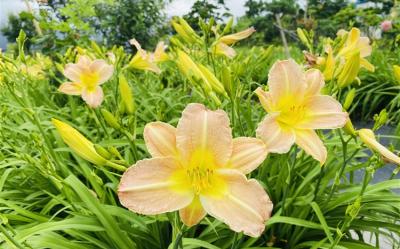 宜花旅遊｜38女王節｜崇德瑩農場．平地金針花．池南森林．花蓮煙波太魯閣．蘇澳雙煙波三日｜大人囝仔