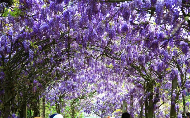 台中旅遊｜38女王節｜夢幻紫藤花季~武陵農場‧福壽山農場‧希利克傳說‧天池許願/藍茵湖探秘│大人囝仔二日