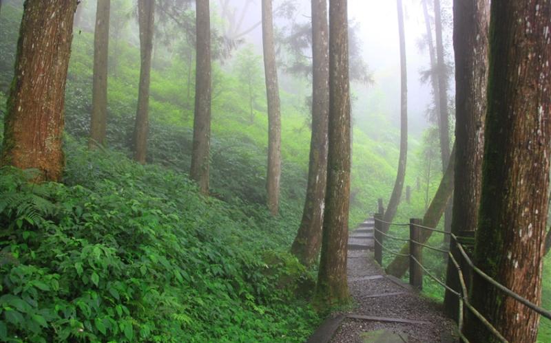 南投旅遊｜集集小鎮.綠色隧道.杉林溪森林會館含晚餐二日｜中部出發
