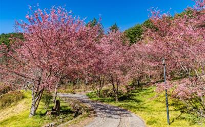 武陵農場櫻花季｜精緻中巴團.三大高山農場一次去.宿福壽山農場.太平山3日｜台北出發.返程搭高鐵