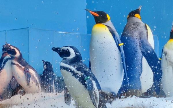 過年預購折500｜桃園旅遊│XPARK水族館、秀才登山步道、台版撒哈拉沙漠、喜來登一泊二食二日遊│高雄台南嘉義出發