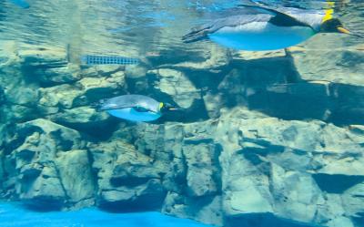 38女王節｜桃園旅遊│XPARK水族館、舊百吉隧道、卡司．蒂菈樂園、喜來登二日遊│高雄台南嘉義出發
