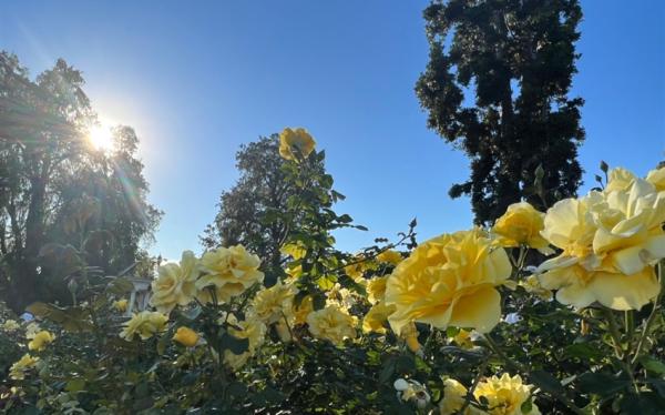 最高省１萬》美西春花開｜最美私人花園、旋轉纜車、大峽谷、優勝美地、洛杉磯、拉斯維加斯、舊金山９日