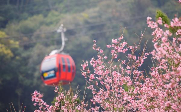 招財贈禮．南投旅遊｜2025九族文化村櫻花祭搶先跑．日月潭纜車一日｜中部出發