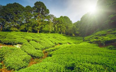 馬來西亞旅遊｜金馬崙英式風情.哈比村童話世界.玻璃屋下午茶.綿羊莊園.大紅花度假村6日