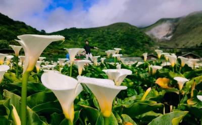 台北旅遊｜38女王節平日買一送一｜初夏雙花賞~陽明山海芋x花博玫瑰展·八大秘境~老梅綠石槽·金山老街1日