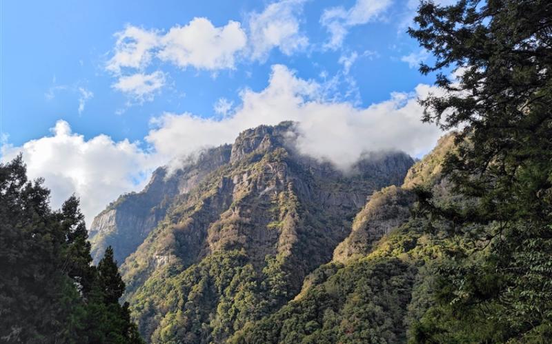 嘉義旅遊｜【阿里山櫻花季】阿里山森林遊樂區春季賞櫻１日｜台南出發