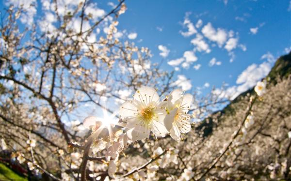 桃園旅遊｜角板山踏雪尋梅．花草秘境～天御花園．米干ㄟ故鄉－龍岡尋美食1日｜大人囝仔