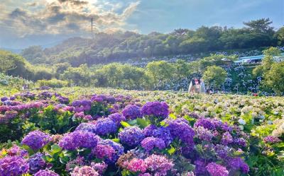 38女王節｜新北旅遊｜季節限定繡球花、烏來台車、烏來瀑布、五星板橋凱撒二日遊｜高雄台南出發