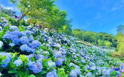 新北旅遊｜萬里8000坪高家繡球花田.北海岸首間星巴克開幕.金山老街美食1日｜大人囝仔