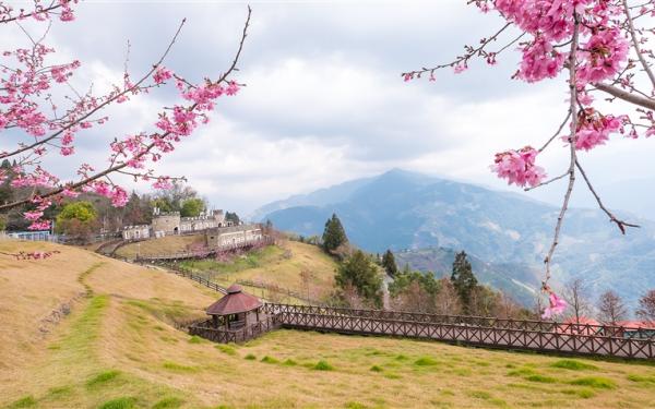 南投旅遊|一次遊覽百岳&櫻花~清境櫻花羊咩咩~征服石門山.埔里地母廟二日