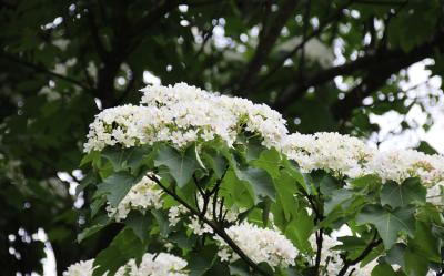 南投｜38女王節｜溪頭森林遊樂區.藤山步道賞桐花.妖怪村.牛耳町2日｜高雄台南