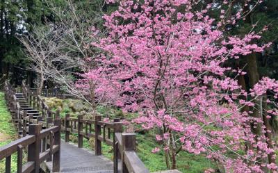 阿里山櫻花季．嘉義｜栩悅號.北門站➔奮起湖｜森林導覽列車.阿里山園區.石棹櫻之道二日｜台中出發