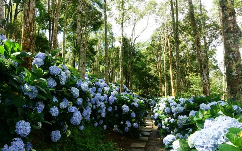台東｜鐵花村GAYA潮渡假酒店、太麻里繡球花季二日｜台南高雄出發