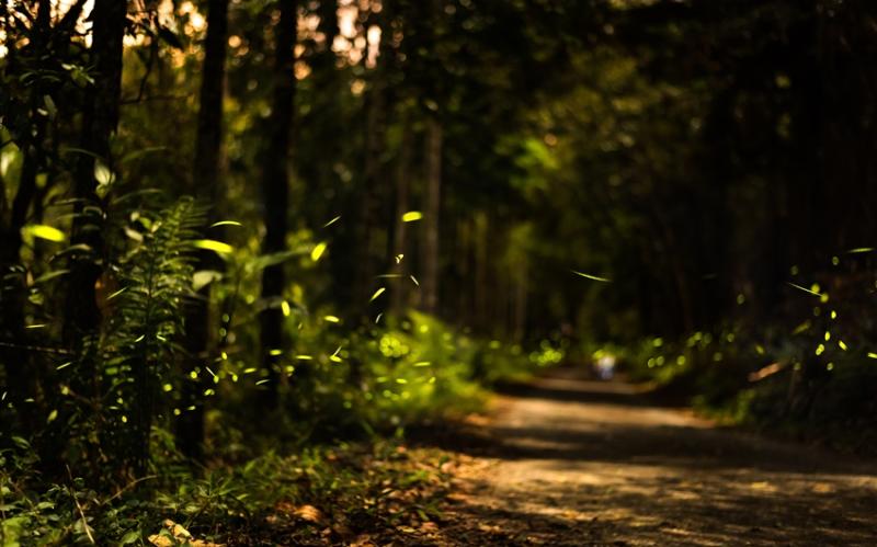 高屏台東｜折$2000｜微笑藍皮.栩悅號➔祝山｜阿里山賞螢.小琉球環島.高鐵回五日