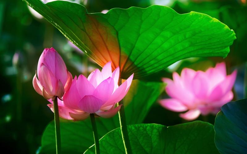 台中｜【大人囝仔】.安妮公主～午宴.大慶夜市.中興新村賞荷花.大毅老爺二日｜高雄台南