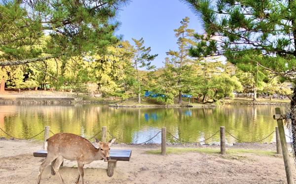 京阪神奈｜環球影城.神戶動物王國.清水寺.奈良小鹿.海遊館五日｜保住兩晚環球旁飯店