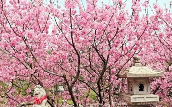 環島旅遊｜湖光水色吉利潭、林美石磐步道、觀音寺日式賞櫻、林口喜來登三日｜高雄出發