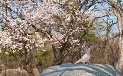 限量搶｜花現釜邱蔚輕鬆逛｜【賞櫻🌸】大邱頭流公園.粉櫻大道🌸～皇龍院.奇岩異石～蔚山大王岩.膠囊列車(兩站購物)五日