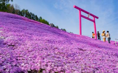 第2人折3000｜北海道｜浪漫芝櫻花海．千年之森．阿寒湖遊船．層雲峽流星瀑布．三大蟹6日【四晚溫泉】【高雄直飛】